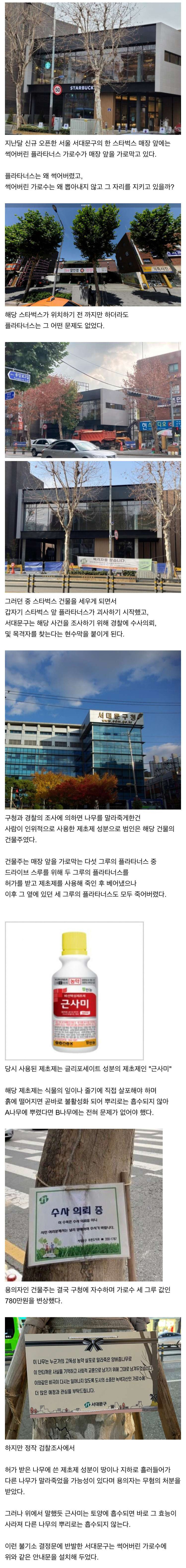 스타벅스 매장 앞에 썩은 가로수가 방치된 이유